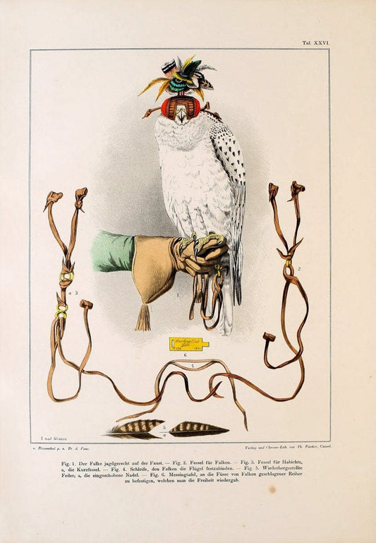 Die RaubvoÌˆgel Deutschlands und des angrenzenden Mitteleuropas;.Cassel [Germany]Verlag v | "Birds of prey" "Europe, Eastern" Falconry Germany  | Vintage Print Reproduction 472414