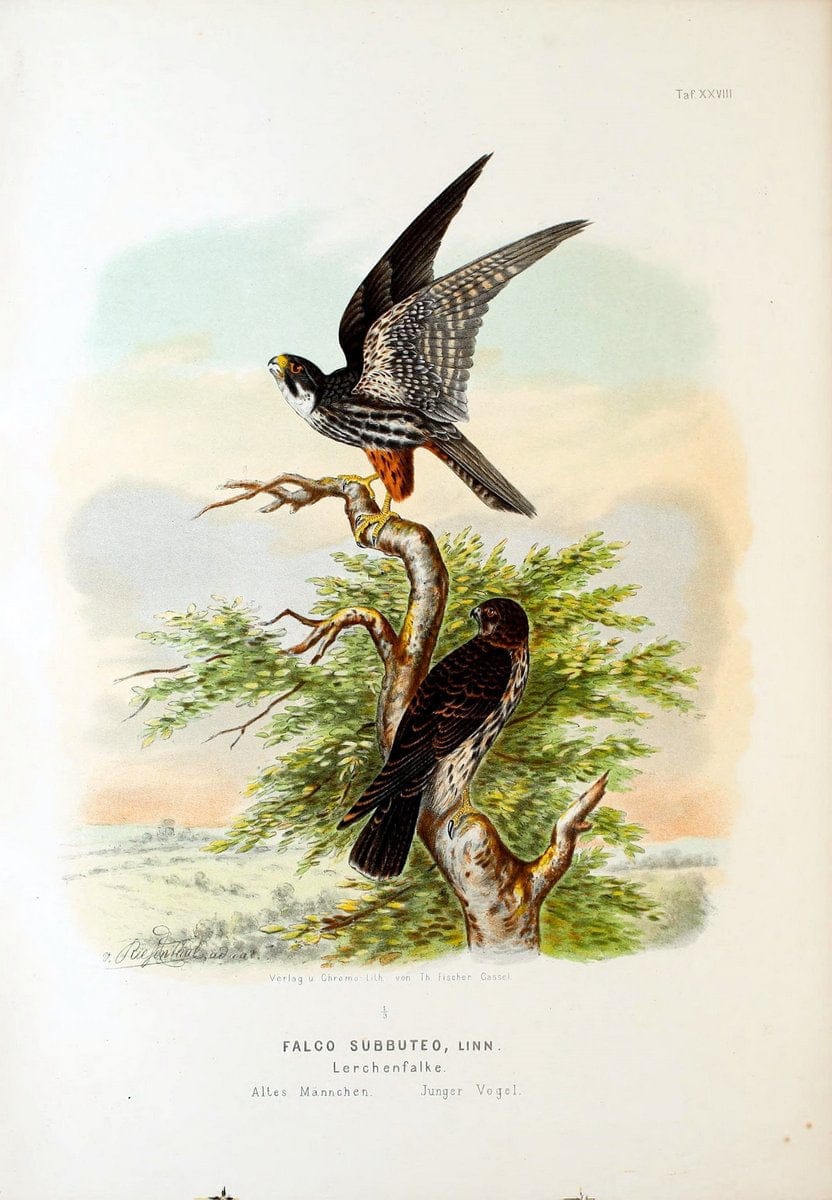 Die RaubvoÌˆgel Deutschlands und des angrenzenden Mitteleuropas;.Cassel [Germany]Verlag v | "Birds of prey" "Europe, Eastern" Falconry Germany  | Vintage Print Reproduction 472416