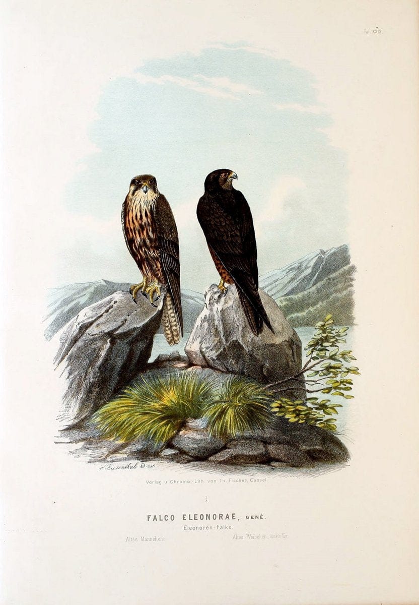 Die RaubvoÌˆgel Deutschlands und des angrenzenden Mitteleuropas;.Cassel [Germany]Verlag v | "Birds of prey" "Europe, Eastern" Falconry Germany  | Vintage Print Reproduction 472417