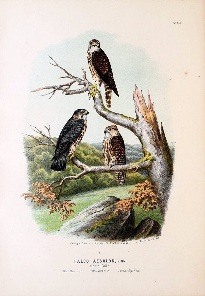 Die RaubvoÌˆgel Deutschlands und des angrenzenden Mitteleuropas;.Cassel [Germany]Verlag v | "Birds of prey" "Europe, Eastern" Falconry Germany  | Vintage Print Reproduction 472418