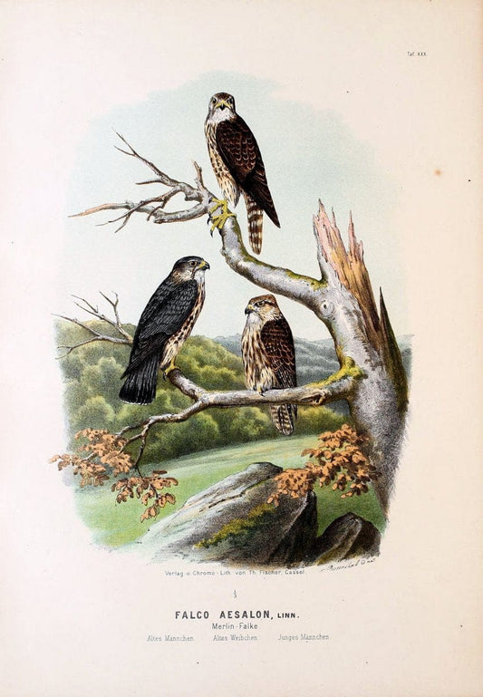 Die RaubvoÌˆgel Deutschlands und des angrenzenden Mitteleuropas;.Cassel [Germany]Verlag v | "Birds of prey" "Europe, Eastern" Falconry Germany  | Vintage Print Reproduction 472418