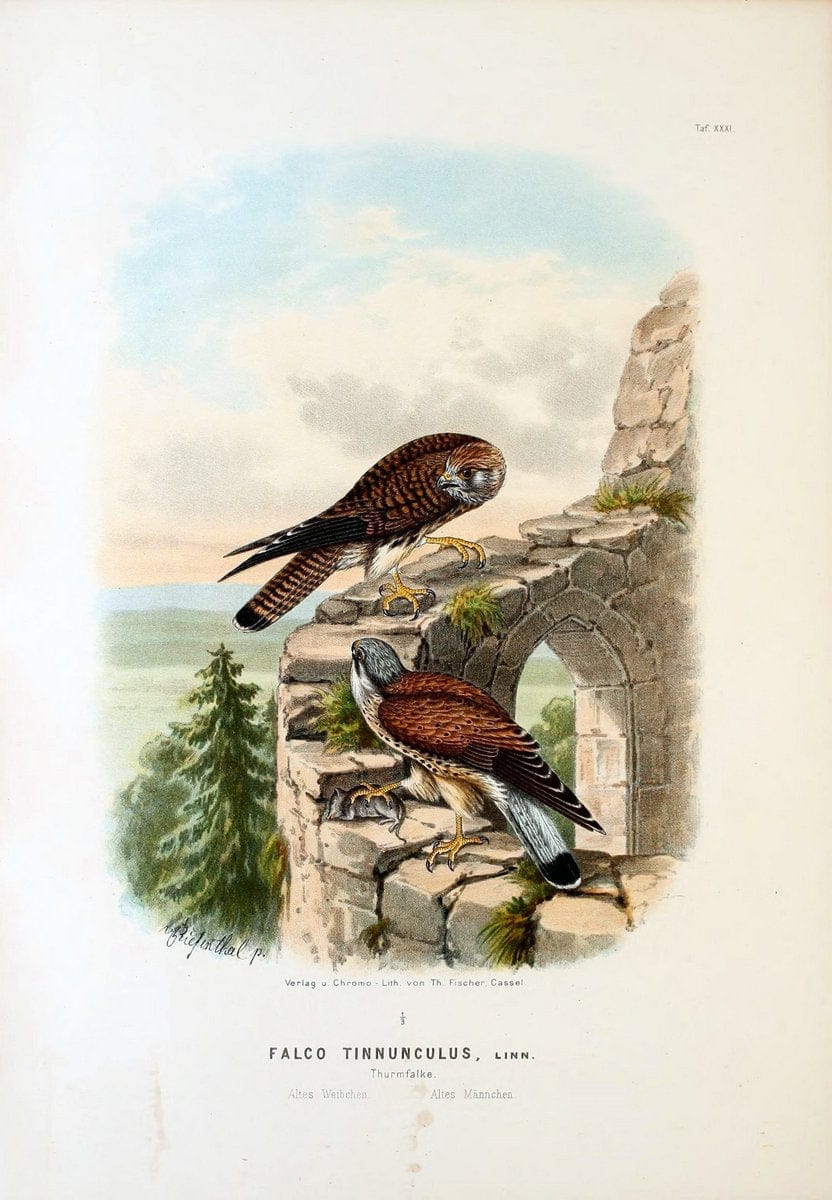 Die RaubvoÌˆgel Deutschlands und des angrenzenden Mitteleuropas;.Cassel [Germany]Verlag v | "Birds of prey" "Europe, Eastern" Falconry Germany  | Vintage Print Reproduction 472419