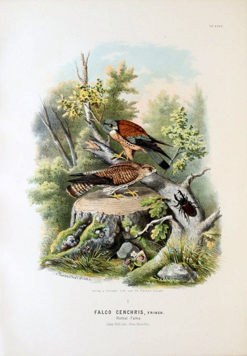 Die RaubvoÌˆgel Deutschlands und des angrenzenden Mitteleuropas;.Cassel [Germany]Verlag v | "Birds of prey" "Europe, Eastern" Falconry Germany  | Vintage Print Reproduction 472420