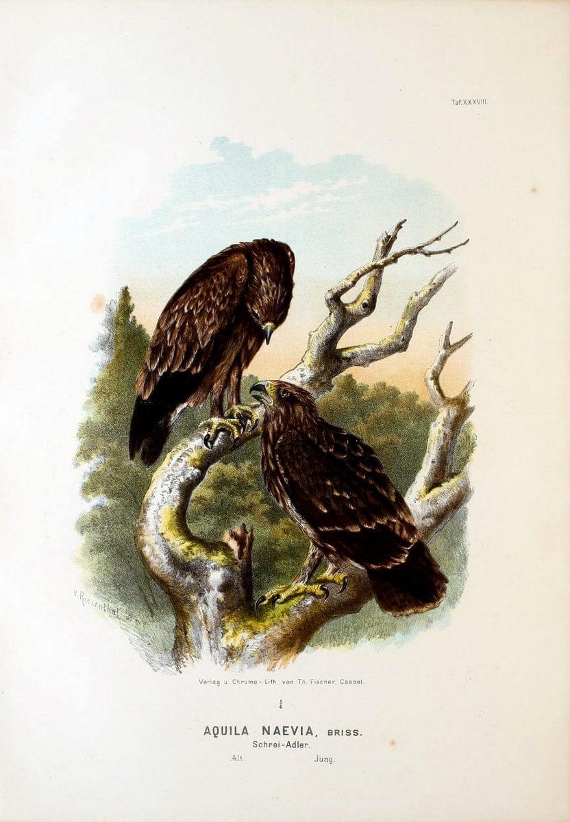 Die RaubvoÌˆgel Deutschlands und des angrenzenden Mitteleuropas;.Cassel [Germany]Verlag v | "Birds of prey" "Europe, Eastern" Falconry Germany  | Vintage Print Reproduction 472421