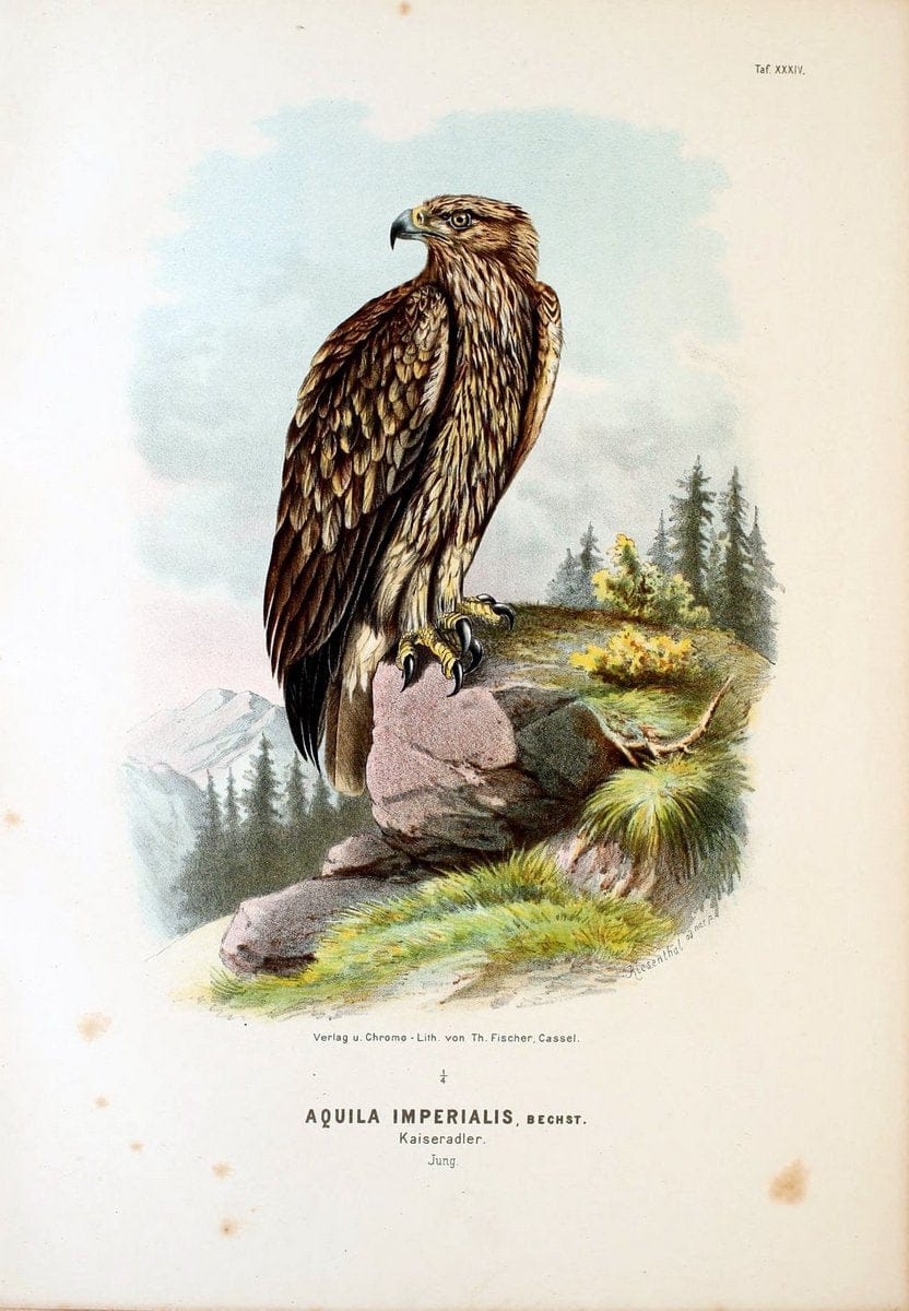 Die RaubvoÌˆgel Deutschlands und des angrenzenden Mitteleuropas;.Cassel [Germany]Verlag v | "Birds of prey" "Europe, Eastern" Falconry Germany  | Vintage Print Reproduction 472422