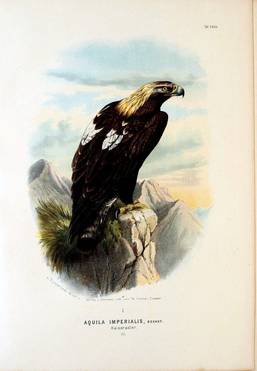 Die RaubvoÌˆgel Deutschlands und des angrenzenden Mitteleuropas;.Cassel [Germany]Verlag v | "Birds of prey" "Europe, Eastern" Falconry Germany  | Vintage Print Reproduction 472423