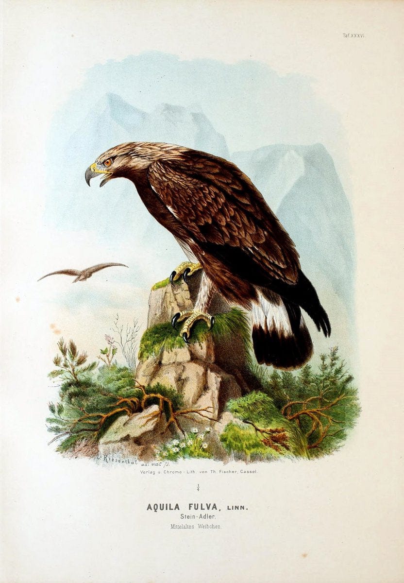 Die RaubvoÌˆgel Deutschlands und des angrenzenden Mitteleuropas;.Cassel [Germany]Verlag v | "Birds of prey" "Europe, Eastern" Falconry Germany  | Vintage Print Reproduction 472424