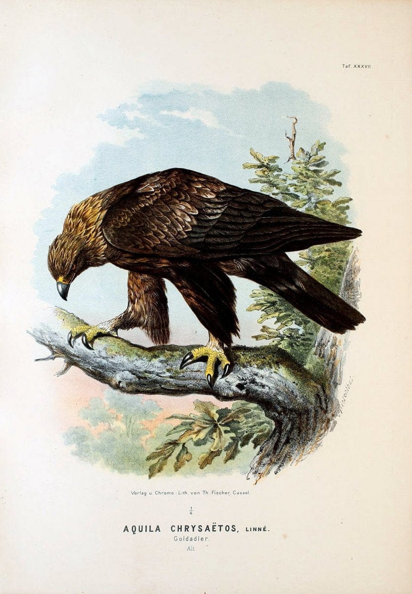 Die RaubvoÌˆgel Deutschlands und des angrenzenden Mitteleuropas;.Cassel [Germany]Verlag v | "Birds of prey" "Europe, Eastern" Falconry Germany  | Vintage Print Reproduction 472425