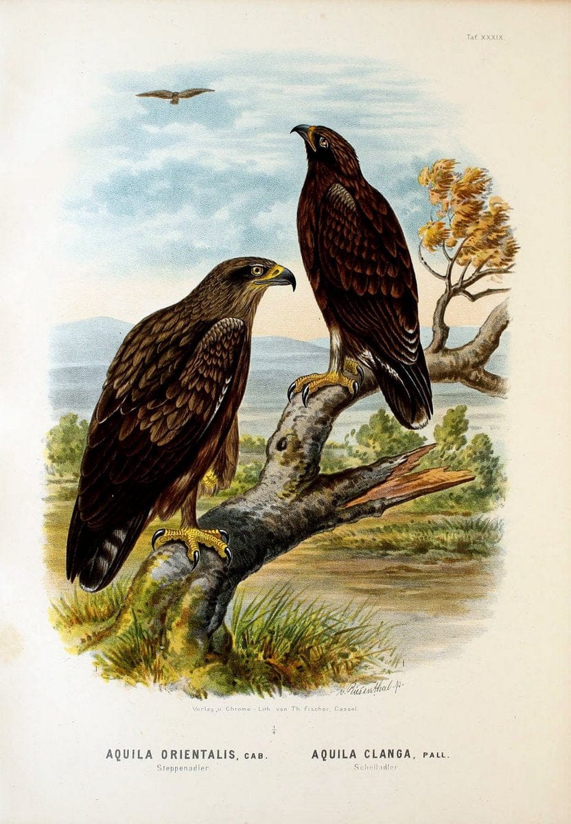 Die RaubvoÌˆgel Deutschlands und des angrenzenden Mitteleuropas;.Cassel [Germany]Verlag v | "Birds of prey" "Europe, Eastern" Falconry Germany  | Vintage Print Reproduction 472426