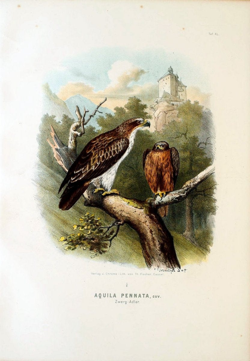 Die RaubvoÌˆgel Deutschlands und des angrenzenden Mitteleuropas;.Cassel [Germany]Verlag v | "Birds of prey" "Europe, Eastern" Falconry Germany  | Vintage Print Reproduction 472427
