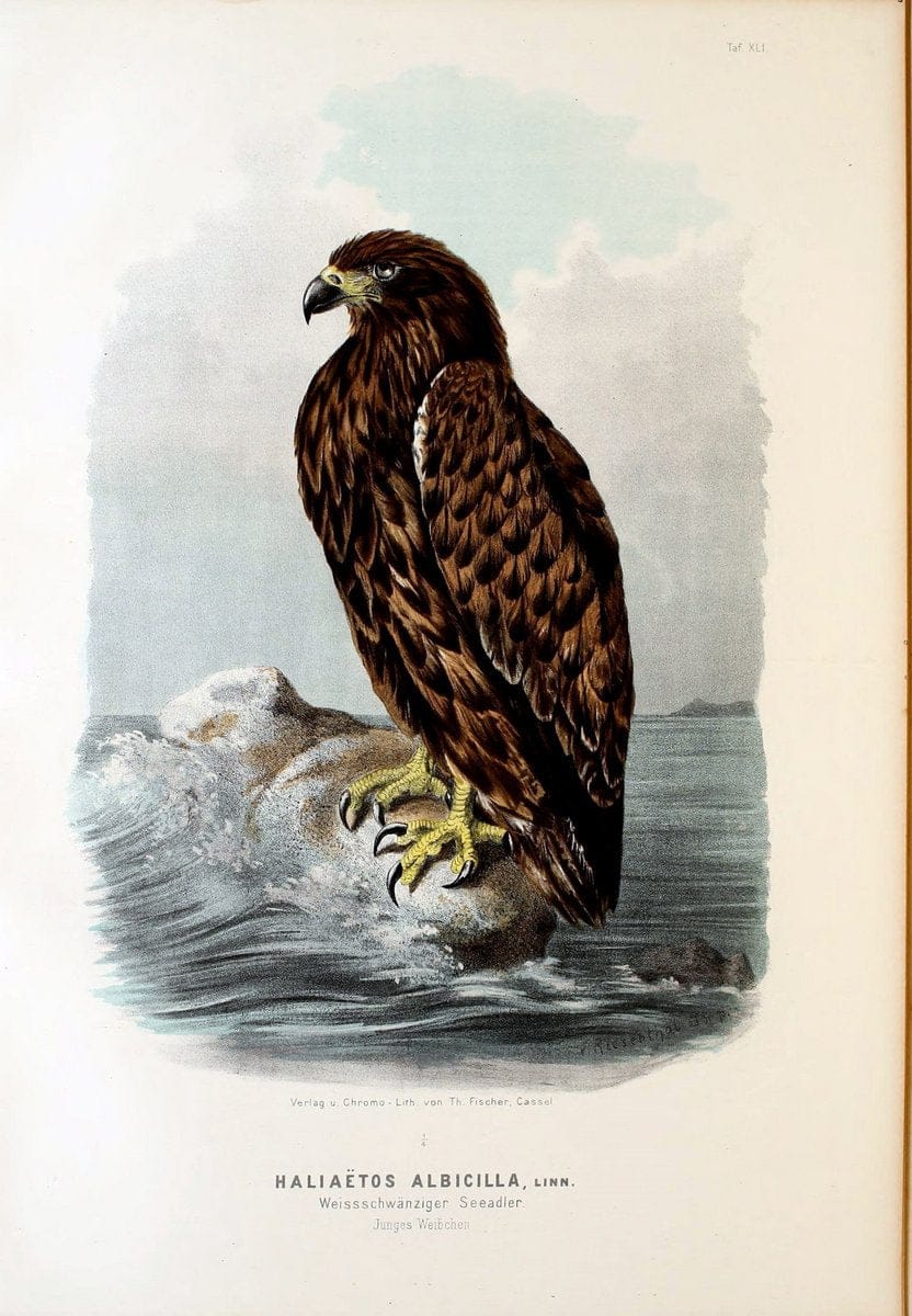 Die RaubvoÌˆgel Deutschlands und des angrenzenden Mitteleuropas;.Cassel [Germany]Verlag v | "Birds of prey" "Europe, Eastern" Falconry Germany  | Vintage Print Reproduction 472428