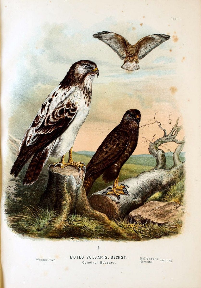 Die RaubvoÌˆgel Deutschlands und des angrenzenden Mitteleuropas;.Cassel [Germany]Verlag v | "Birds of prey" "Europe, Eastern" Falconry Germany  | Vintage Print Reproduction 472429