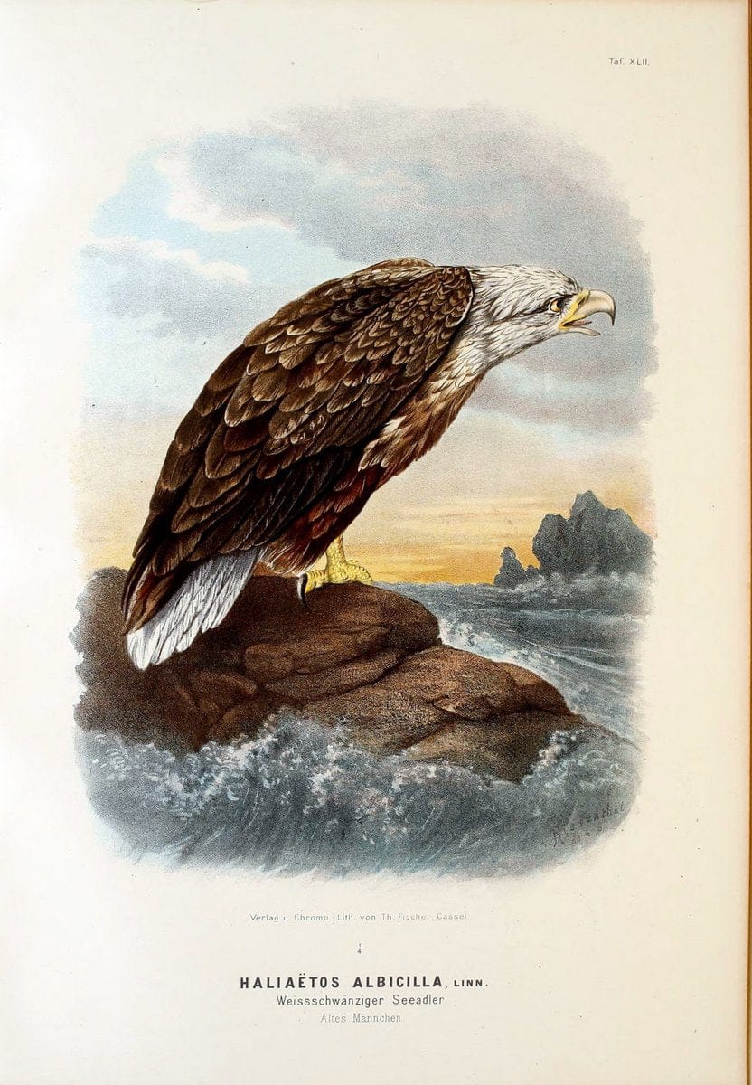 Die RaubvoÌˆgel Deutschlands und des angrenzenden Mitteleuropas;.Cassel [Germany]Verlag v | "Birds of prey" "Europe, Eastern" Falconry Germany  | Vintage Print Reproduction 472430