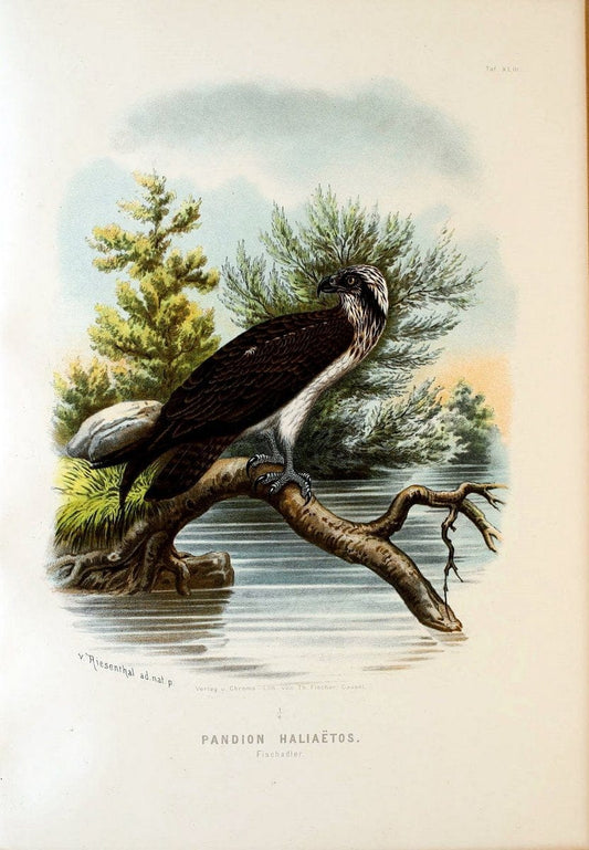 Die RaubvoÌˆgel Deutschlands und des angrenzenden Mitteleuropas;.Cassel [Germany]Verlag v | "Birds of prey" "Europe, Eastern" Falconry Germany  | Vintage Print Reproduction 472431
