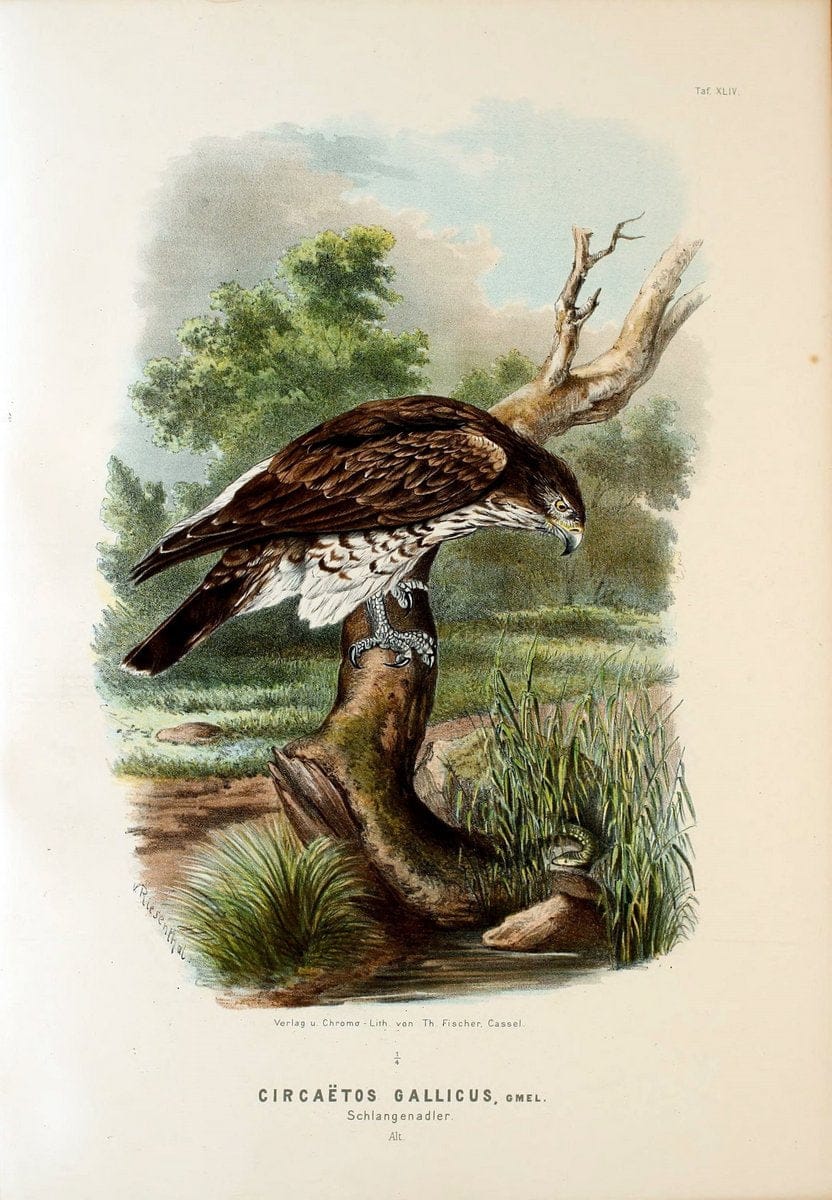 Die RaubvoÌˆgel Deutschlands und des angrenzenden Mitteleuropas;.Cassel [Germany]Verlag v | "Birds of prey" "Europe, Eastern" Falconry Germany  | Vintage Print Reproduction 472432
