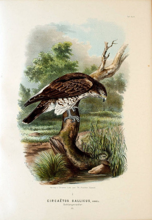 Die RaubvoÌˆgel Deutschlands und des angrenzenden Mitteleuropas;.Cassel [Germany]Verlag v | "Birds of prey" "Europe, Eastern" Falconry Germany  | Vintage Print Reproduction 472432