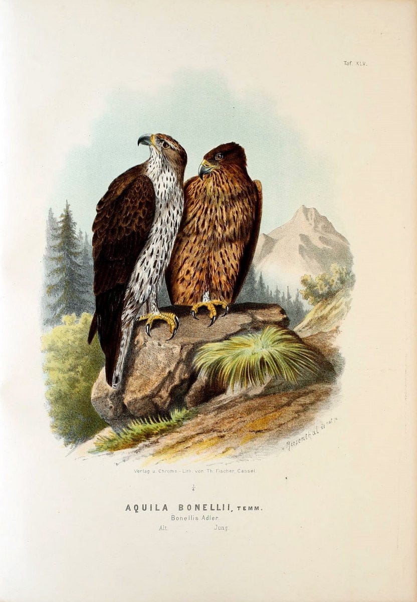 Die RaubvoÌˆgel Deutschlands und des angrenzenden Mitteleuropas;.Cassel [Germany]Verlag v | "Birds of prey" "Europe, Eastern" Falconry Germany  | Vintage Print Reproduction 472433
