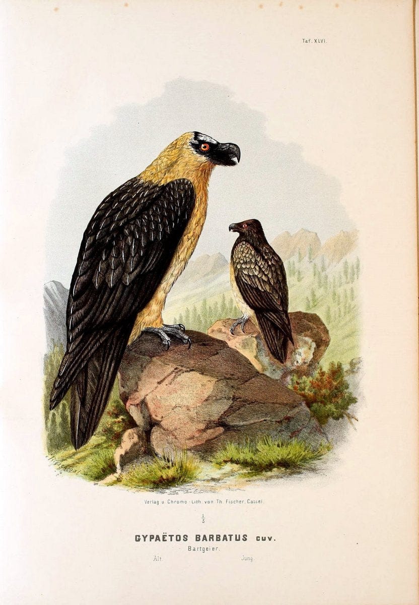 Die RaubvoÌˆgel Deutschlands und des angrenzenden Mitteleuropas;.Cassel [Germany]Verlag v | "Birds of prey" "Europe, Eastern" Falconry Germany  | Vintage Print Reproduction 472434