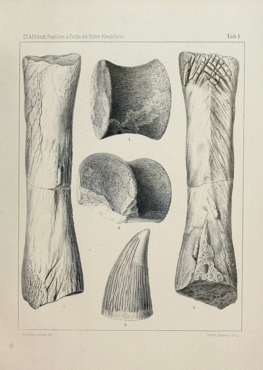 Die reptilien und fische der bÃ¶hmischen kreideformation | "BohÃªme (RÃ©publique tchÃ¨que)" Bohemia CrÃ©tacÃ© Cretaceous "Czech Republic" "Fishes, Fossil"  | Vintage Print Reproduction 472435