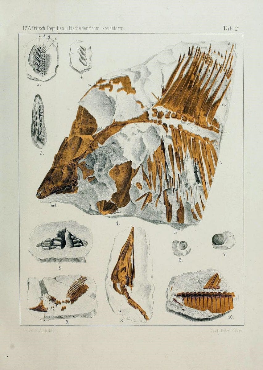 Die reptilien und fische der bÃ¶hmischen kreideformation | "BohÃªme (RÃ©publique tchÃ¨que)" Bohemia CrÃ©tacÃ© Cretaceous "Czech Republic" "Fishes, Fossil"  | Vintage Print Reproduction 472436