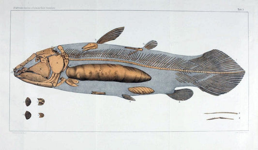 Die reptilien und fische der bÃ¶hmischen kreideformation | "BohÃªme (RÃ©publique tchÃ¨que)" Bohemia CrÃ©tacÃ© Cretaceous "Czech Republic" "Fishes, Fossil"  | Vintage Print Reproduction 472437