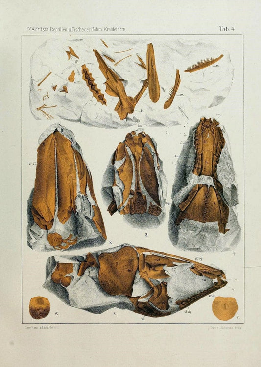 Die reptilien und fische der bÃ¶hmischen kreideformation | "BohÃªme (RÃ©publique tchÃ¨que)" Bohemia CrÃ©tacÃ© Cretaceous "Czech Republic" "Fishes, Fossil"  | Vintage Print Reproduction 472438