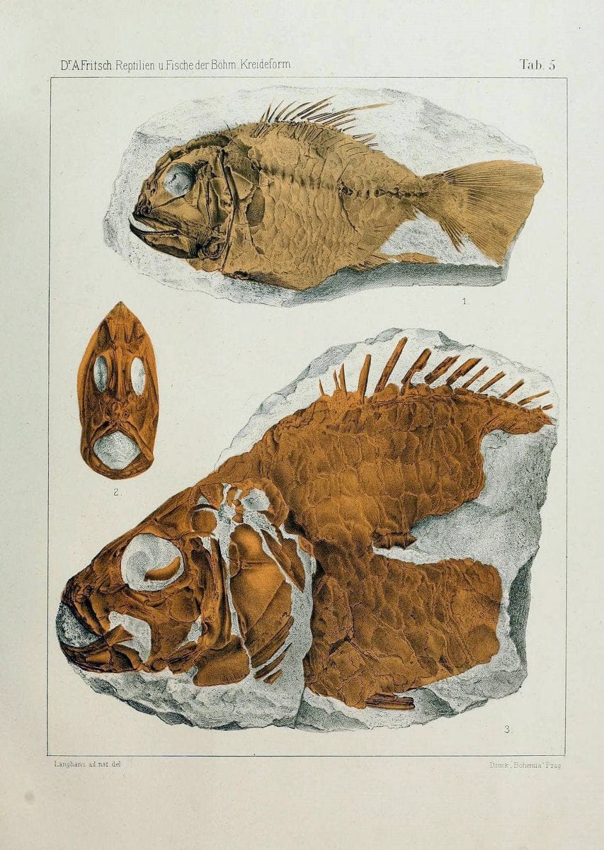 Die reptilien und fische der bÃ¶hmischen kreideformation | "BohÃªme (RÃ©publique tchÃ¨que)" Bohemia CrÃ©tacÃ© Cretaceous "Czech Republic" "Fishes, Fossil"  | Vintage Print Reproduction 472439