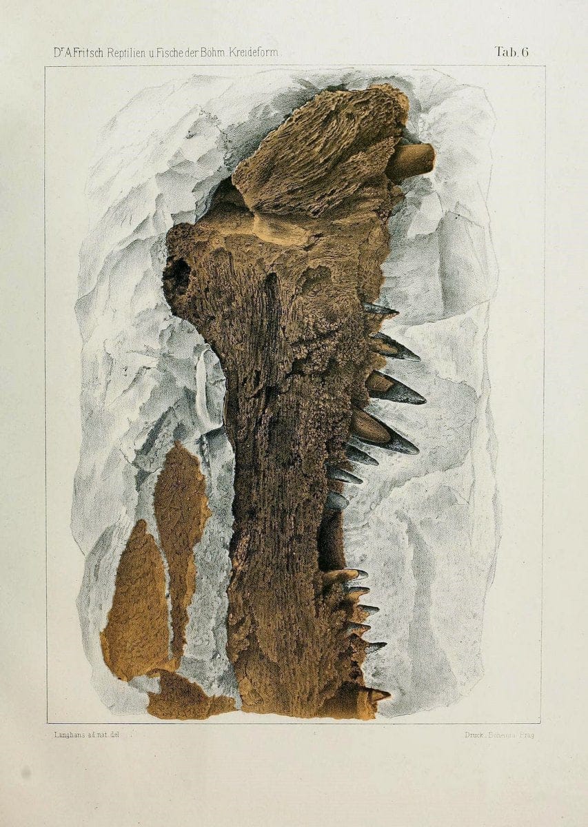 Die reptilien und fische der bÃ¶hmischen kreideformation | "BohÃªme (RÃ©publique tchÃ¨que)" Bohemia CrÃ©tacÃ© Cretaceous "Czech Republic" "Fishes, Fossil"  | Vintage Print Reproduction 472440