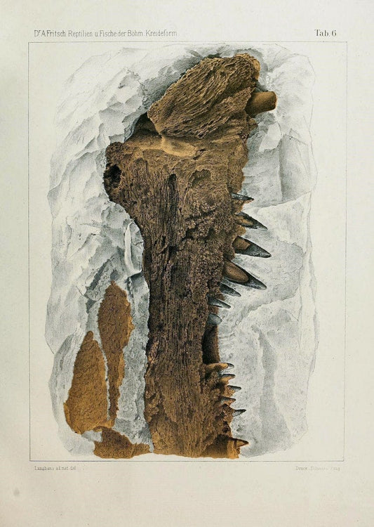 Die reptilien und fische der bÃ¶hmischen kreideformation | "BohÃªme (RÃ©publique tchÃ¨que)" Bohemia CrÃ©tacÃ© Cretaceous "Czech Republic" "Fishes, Fossil"  | Vintage Print Reproduction 472440