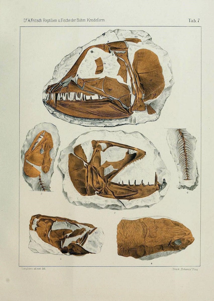Die reptilien und fische der bÃ¶hmischen kreideformation | "BohÃªme (RÃ©publique tchÃ¨que)" Bohemia CrÃ©tacÃ© Cretaceous "Czech Republic" "Fishes, Fossil"  | Vintage Print Reproduction 472441
