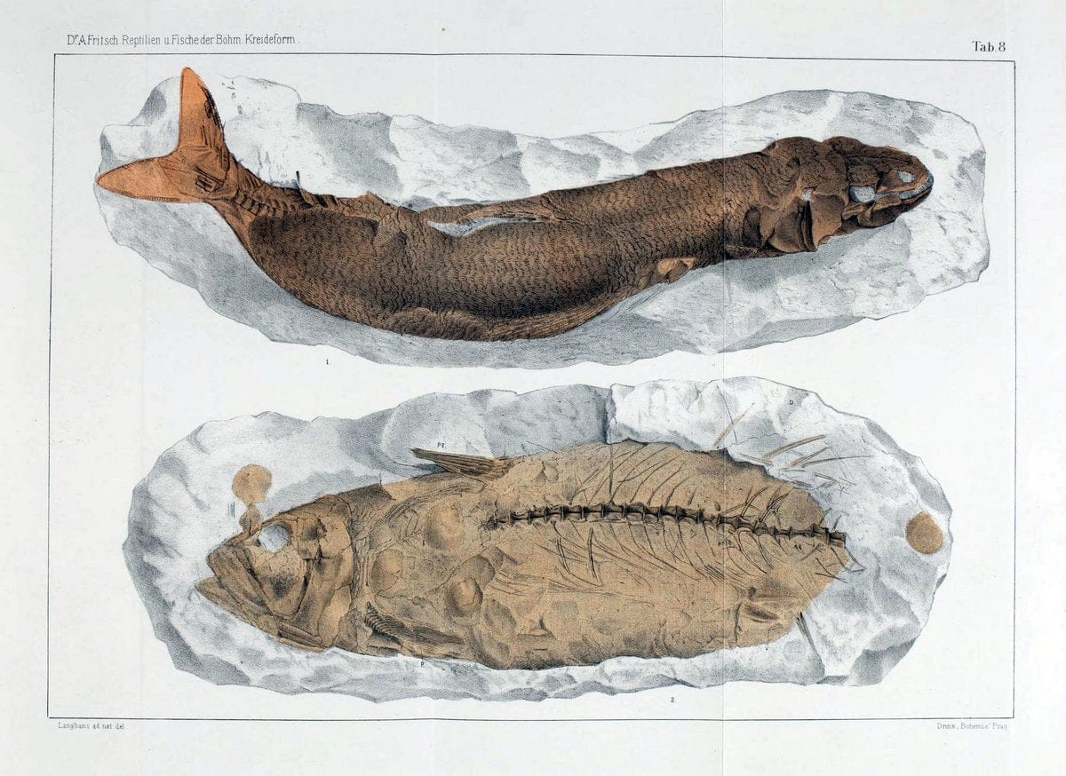 Die reptilien und fische der bÃ¶hmischen kreideformation | "BohÃªme (RÃ©publique tchÃ¨que)" Bohemia CrÃ©tacÃ© Cretaceous "Czech Republic" "Fishes, Fossil"  | Vintage Print Reproduction 472442