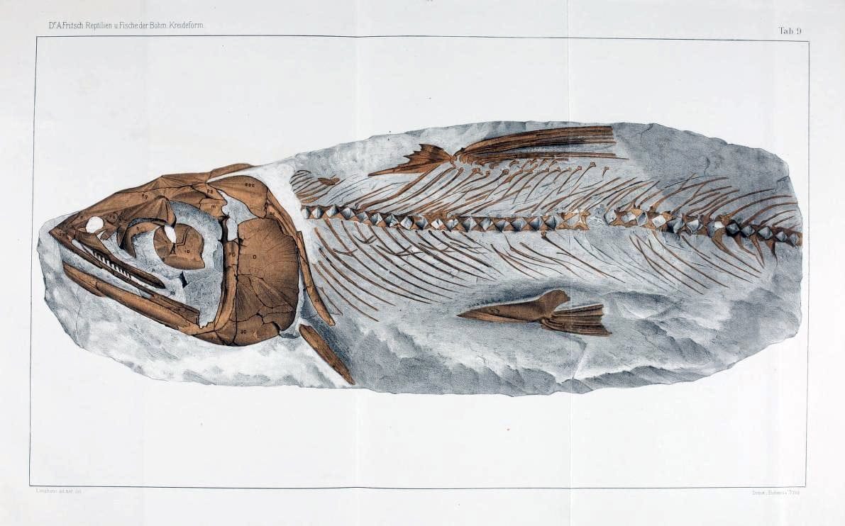 Die reptilien und fische der bÃ¶hmischen kreideformation | "BohÃªme (RÃ©publique tchÃ¨que)" Bohemia CrÃ©tacÃ© Cretaceous "Czech Republic" "Fishes, Fossil"  | Vintage Print Reproduction 472443