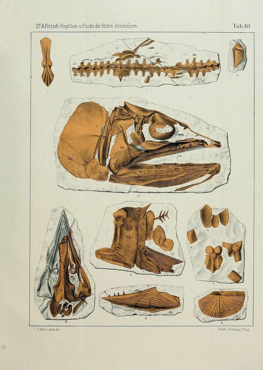Die reptilien und fische der bÃ¶hmischen kreideformation | "BohÃªme (RÃ©publique tchÃ¨que)" Bohemia CrÃ©tacÃ© Cretaceous "Czech Republic" "Fishes, Fossil"  | Vintage Print Reproduction 472444