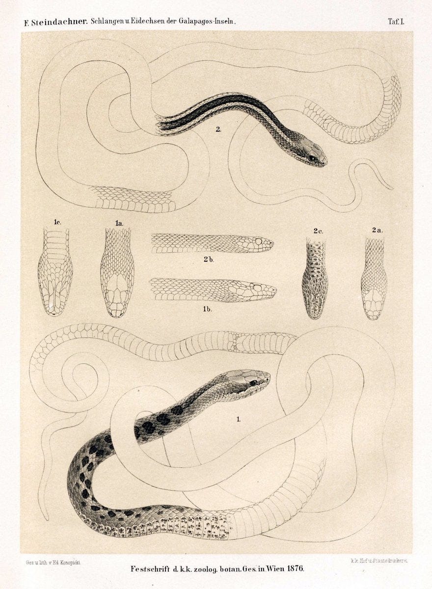 Die schlangen und eidechsen der Galapagos-inseln /.Wien :K.K. Zoologisch-botanischen gesellschaft,1876.. |  | Vintage Print Reproduction 472445