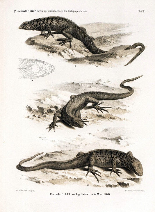Die schlangen und eidechsen der Galapagos-inseln /.Wien :K.K. Zoologisch-botanischen gesellschaft,1876.. |  | Vintage Print Reproduction 472446