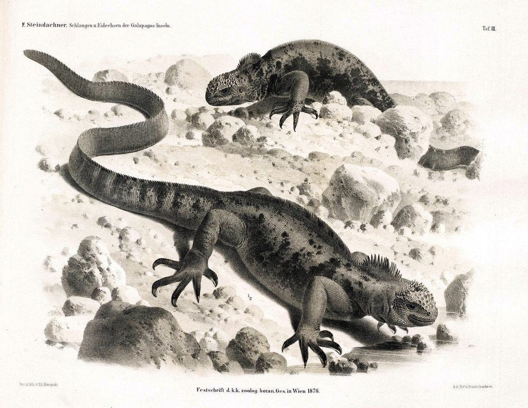 Die schlangen und eidechsen der Galapagos-inseln /.Wien :K.K. Zoologisch-botanischen gesellschaft,1876.. |  | Vintage Print Reproduction 472447