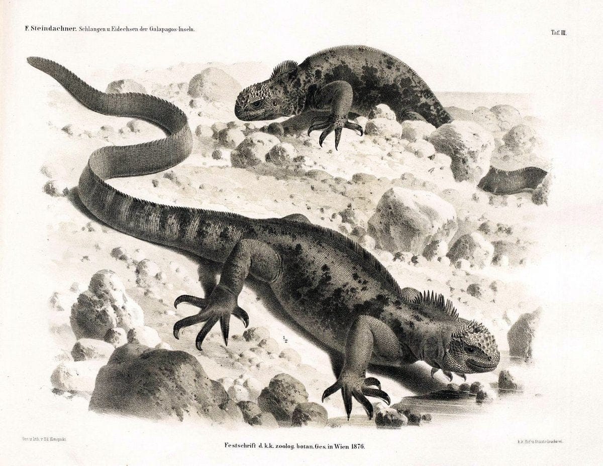 Die schlangen und eidechsen der Galapagos-inseln /.Wien :K.K. Zoologisch-botanischen gesellschaft,1876.. |  | Vintage Print Reproduction 472447