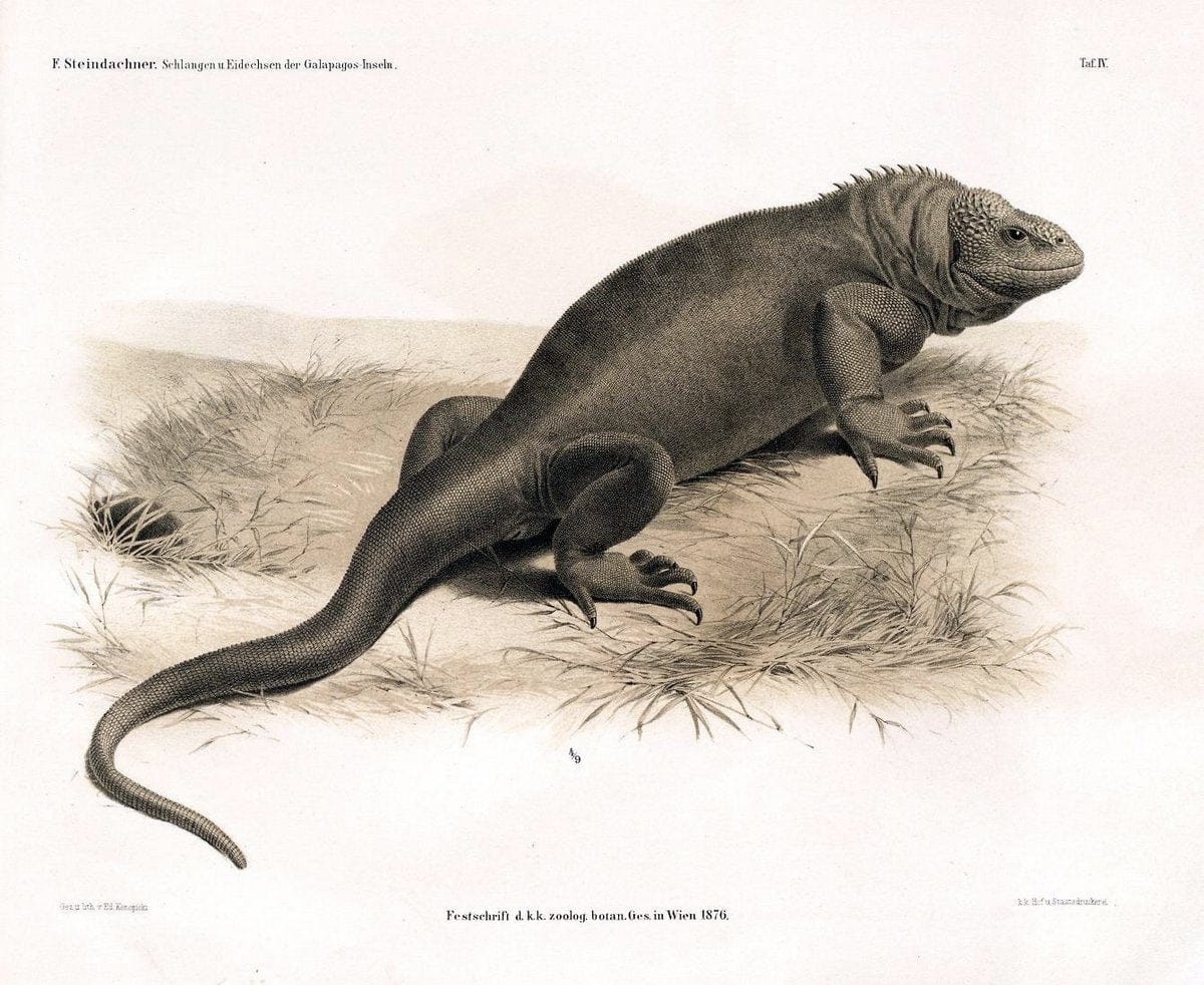 Die schlangen und eidechsen der Galapagos-inseln /.Wien :K.K. Zoologisch-botanischen gesellschaft,1876.. |  | Vintage Print Reproduction 472448