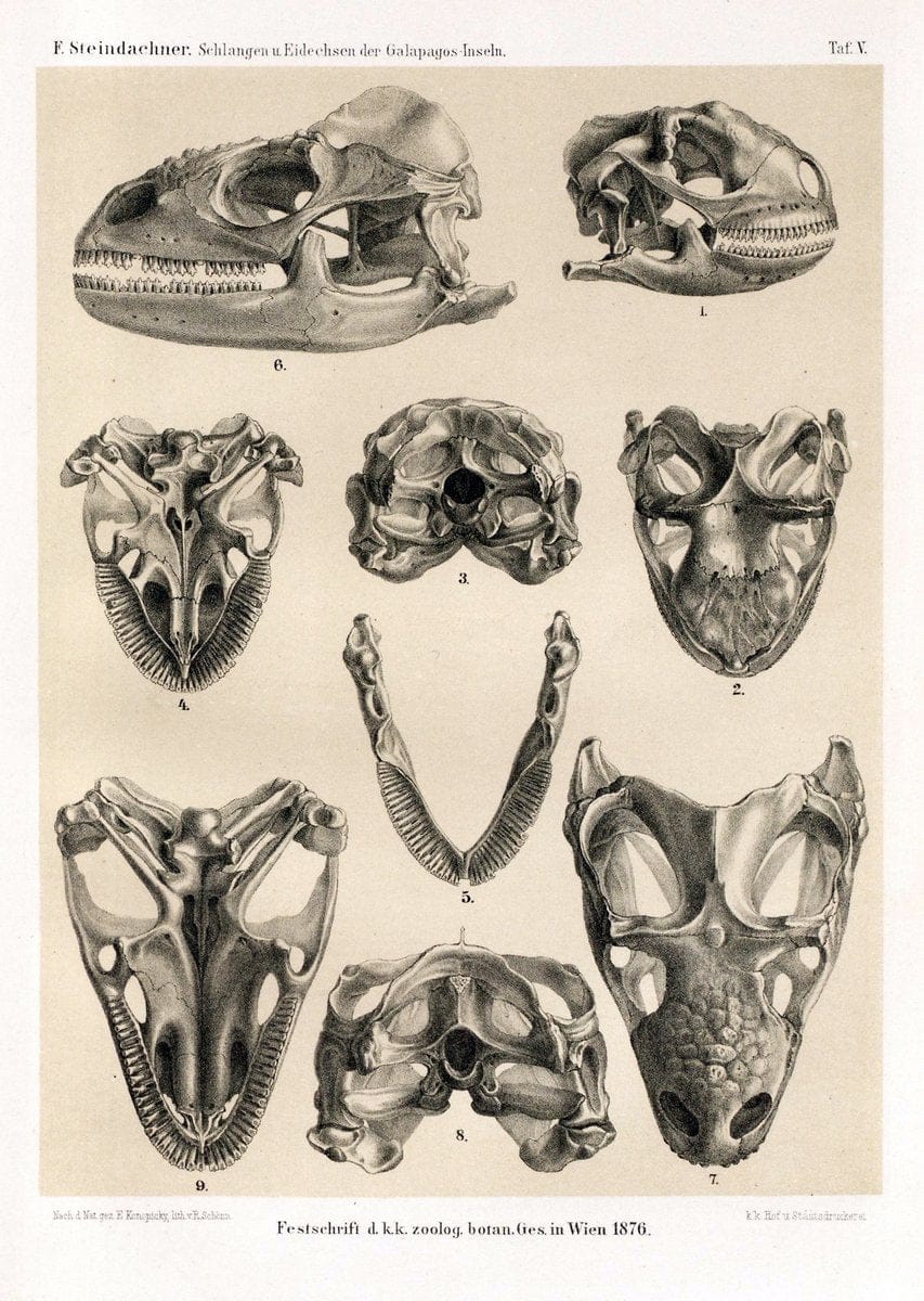 Die schlangen und eidechsen der Galapagos-inseln /.Wien :K.K. Zoologisch-botanischen gesellschaft,1876.. |  | Vintage Print Reproduction 472449