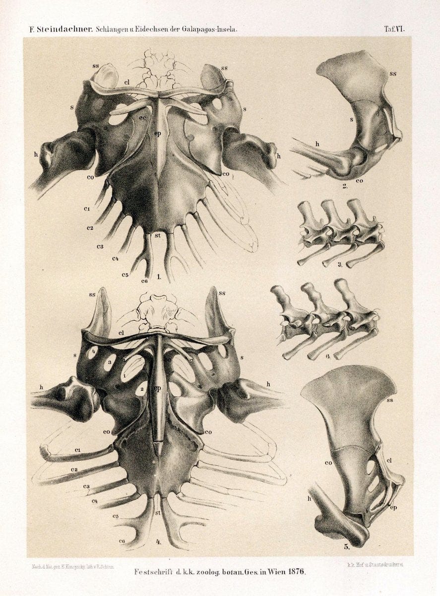Die schlangen und eidechsen der Galapagos-inseln /.Wien :K.K. Zoologisch-botanischen gesellschaft,1876.. |  | Vintage Print Reproduction 472450