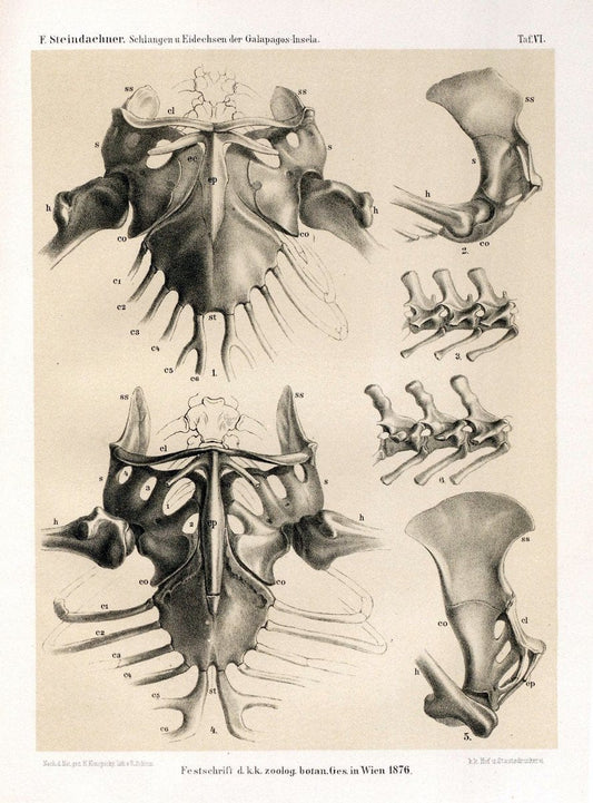 Die schlangen und eidechsen der Galapagos-inseln /.Wien :K.K. Zoologisch-botanischen gesellschaft,1876.. |  | Vintage Print Reproduction 472450