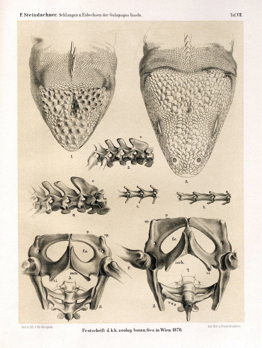 Die schlangen und eidechsen der Galapagos-inseln /.Wien :K.K. Zoologisch-botanischen gesellschaft,1876.. |  | Vintage Print Reproduction 472451