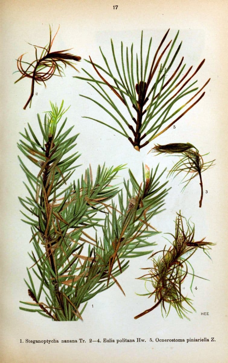 Die Schmetterlinge Deutschlands mit besonderer BerÃ¼cksichtigung ihrer Biologie,.Stuttgart,K.G. Lutz' Verlag[1913]-33.  | Butterflies Germany | Vintage Print Reproduction 472452