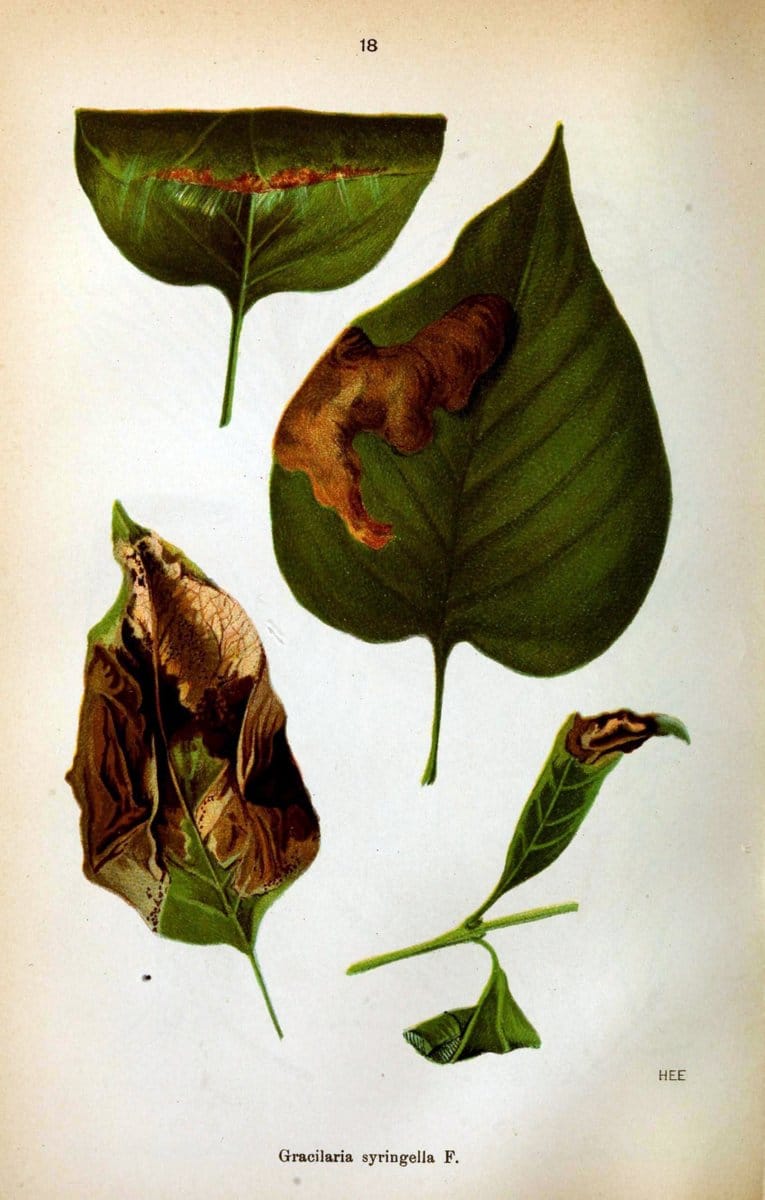 Die Schmetterlinge Deutschlands mit besonderer BerÃ¼cksichtigung ihrer Biologie,.Stuttgart,K.G. Lutz' Verlag[1913]-33.  | Butterflies Germany | Vintage Print Reproduction 472453