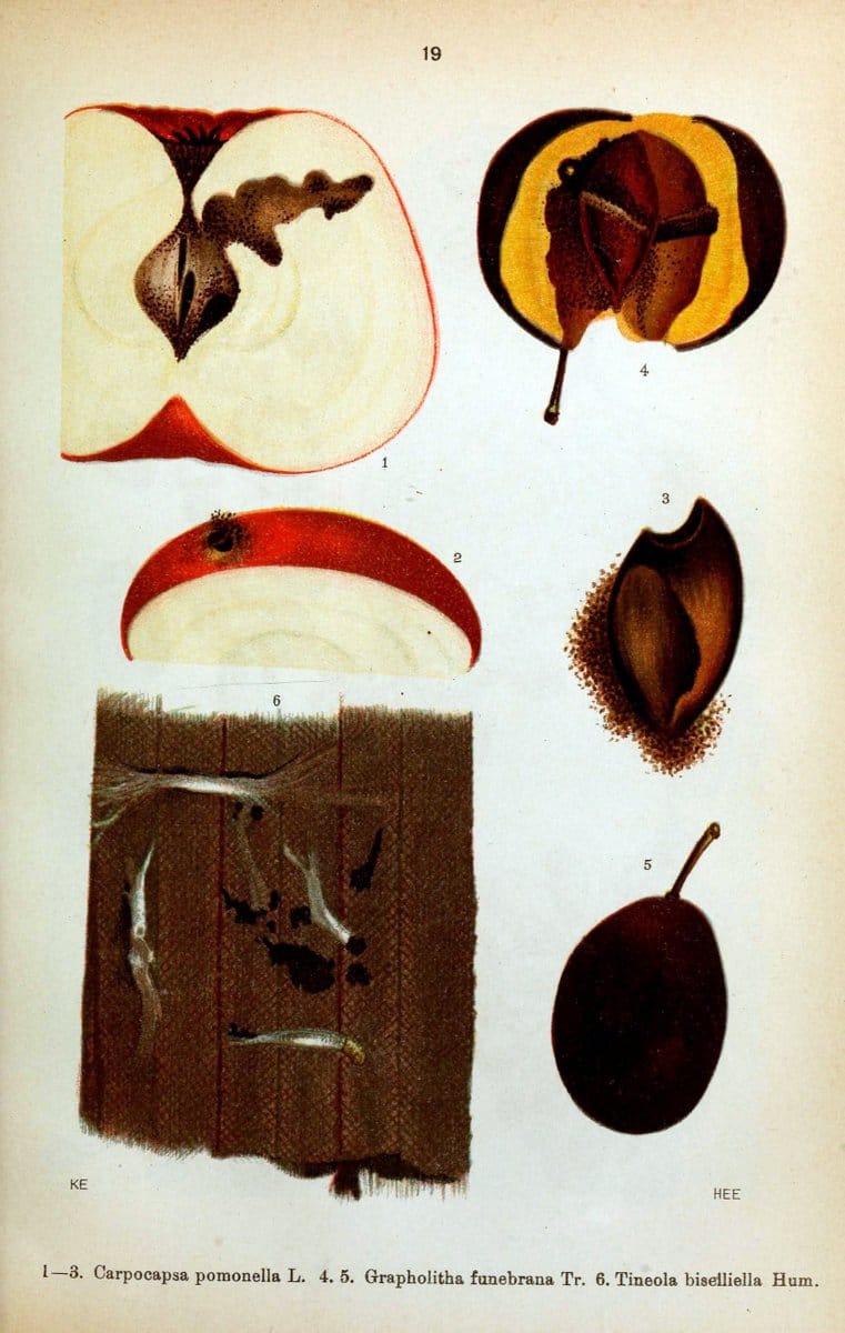 Die Schmetterlinge Deutschlands mit besonderer BerÃ¼cksichtigung ihrer Biologie,.Stuttgart,K.G. Lutz' Verlag[1913]-33.  | Butterflies Germany | Vintage Print Reproduction 472454