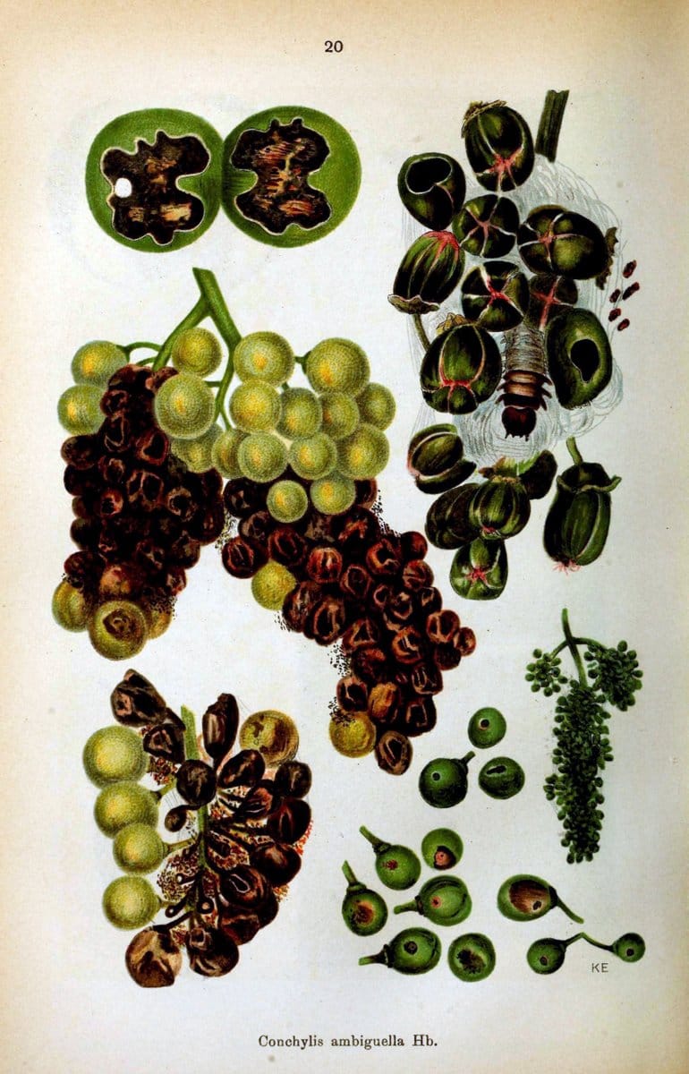 Die Schmetterlinge Deutschlands mit besonderer BerÃ¼cksichtigung ihrer Biologie,.Stuttgart,K.G. Lutz' Verlag[1913]-33.  | Butterflies Germany | Vintage Print Reproduction 472455