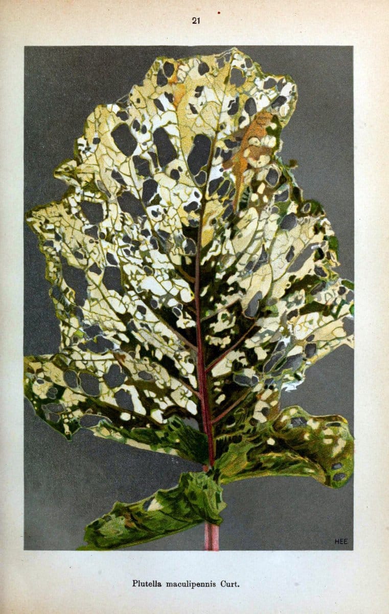 Die Schmetterlinge Deutschlands mit besonderer BerÃ¼cksichtigung ihrer Biologie,.Stuttgart,K.G. Lutz' Verlag[1913]-33.  | Butterflies Germany | Vintage Print Reproduction 472456