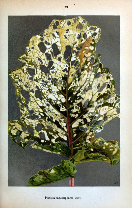 Die Schmetterlinge Deutschlands mit besonderer BerÃ¼cksichtigung ihrer Biologie,.Stuttgart,K.G. Lutz' Verlag[1913]-33.  | Butterflies Germany | Vintage Print Reproduction 472456