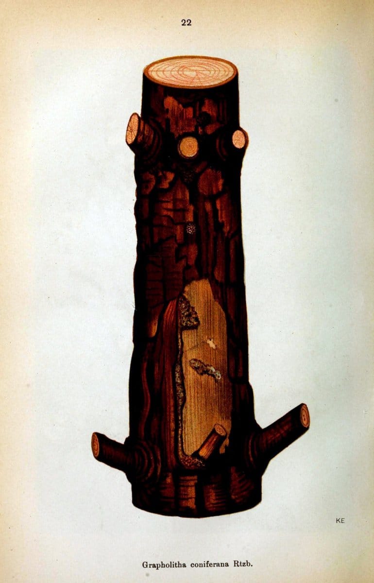 Die Schmetterlinge Deutschlands mit besonderer BerÃ¼cksichtigung ihrer Biologie,.Stuttgart,K.G. Lutz' Verlag[1913]-33.  | Butterflies Germany | Vintage Print Reproduction 472457