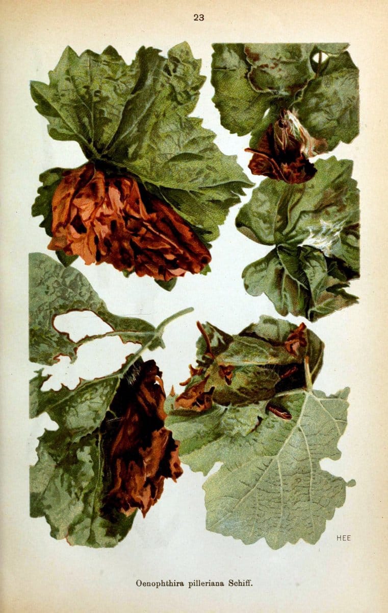 Die Schmetterlinge Deutschlands mit besonderer BerÃ¼cksichtigung ihrer Biologie,.Stuttgart,K.G. Lutz' Verlag[1913]-33.  | Butterflies Germany | Vintage Print Reproduction 472458